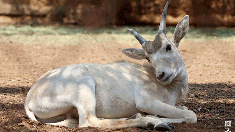 Imparable la cigüeña en el zoológico; nacen 7 crías de antílopes
