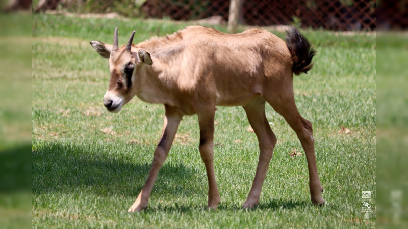 Imparable la cigüeña en el zoológico; nacen 7 crías de antílopes