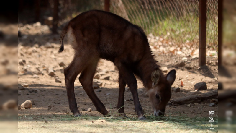 Imparable la cigüeña en el zoológico; nacen 7 crías de antílopes