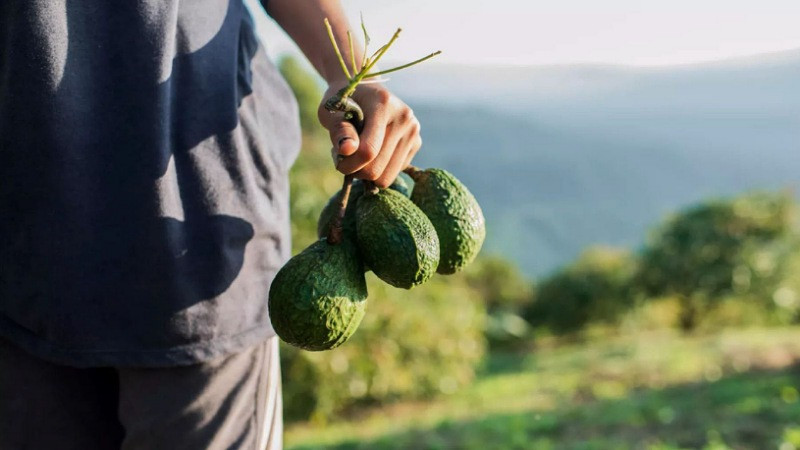 Certificación de aguacate, necesaria para distinguir a productores responsables: Secretaría Medio Ambiente  