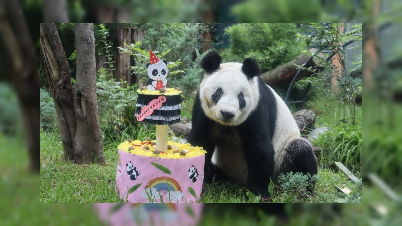 Xin Xin, la legendaria panda de Chapultepec, cumple 34 años