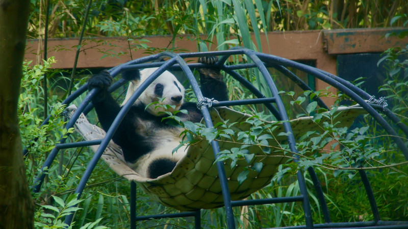 Xin Xin, la legendaria panda de Chapultepec, cumple 34 años