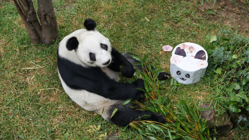Xin Xin, la legendaria panda de Chapultepec, cumple 34 años