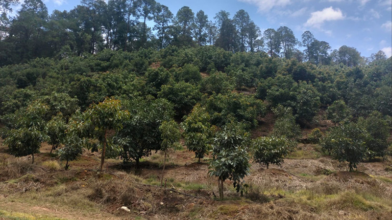 En seis meses la FGE ha asegurado 13 predio a talados ilegalmente para sembrar aguacate 