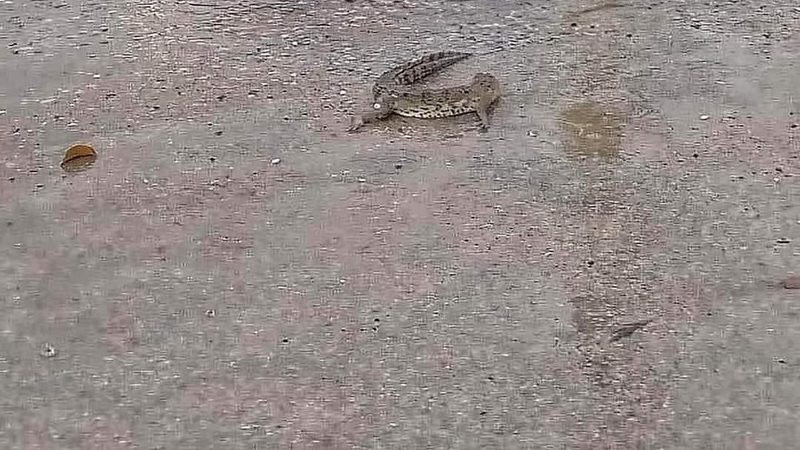 Se registra sobrepoblación de cocodrilos en Tamaulipas; piden trasladarlos a otros estados 