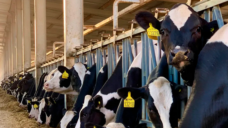 Virus de gripe aviar H5N1 se transmite directamente desde la leche de vaca infectada, según estudio 