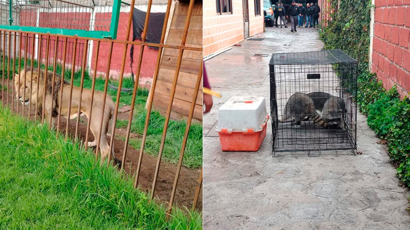 Rescatan animales exóticos y aseguran armas en operativo en Edomex 