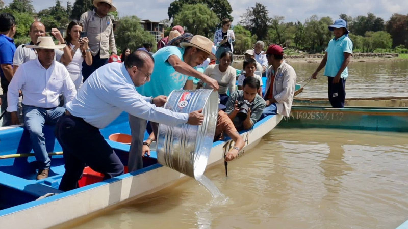 Arranca Gobierno estatal siembra de 50 mil crías de pescado blanco en el lago de Pátzcuaro