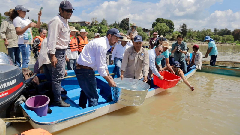 Arranca Gobierno estatal siembra de 50 mil crías de pescado blanco en el lago de Pátzcuaro