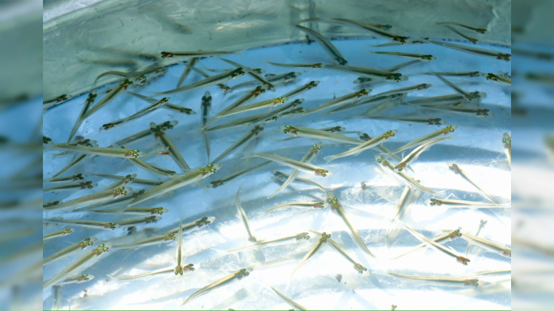 Arranca Gobierno estatal siembra de 50 mil crías de pescado blanco en el lago de Pátzcuaro