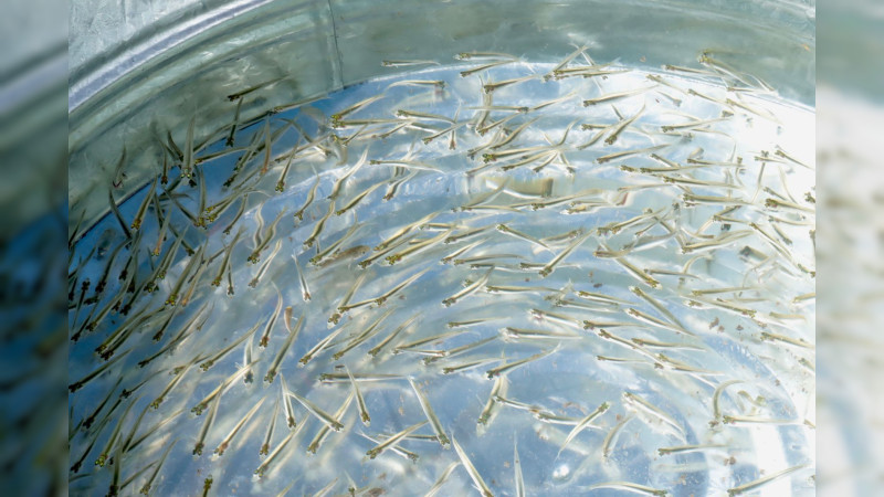 Arranca Gobierno estatal siembra de 50 mil crías de pescado blanco en el lago de Pátzcuaro