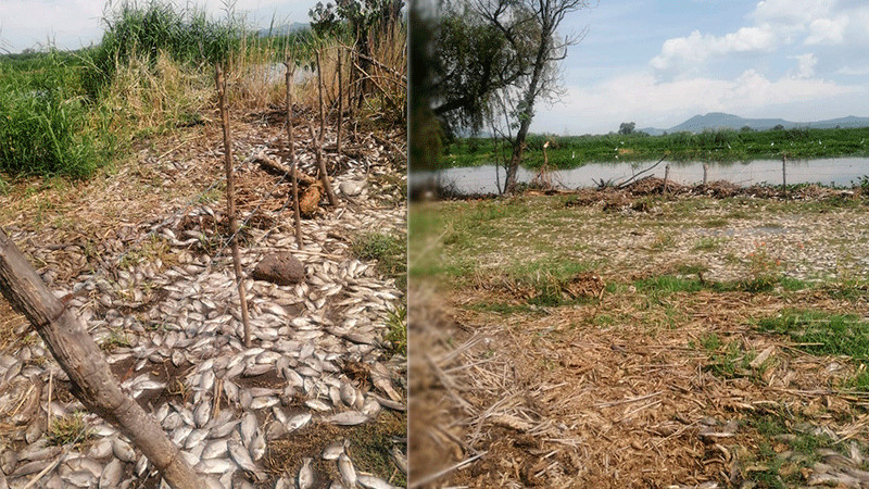 Miles de peces aparecen muertos a las orillas de río en Jalisco 