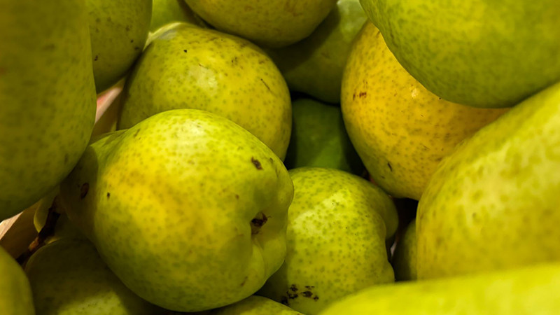 Se reduce hasta 50% la producción de pera en Ucareo, reconoce productor 