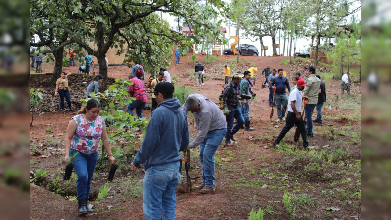 Plantarán 10 mil árboles en Área Natural Protegida Mesa de Tzitzio