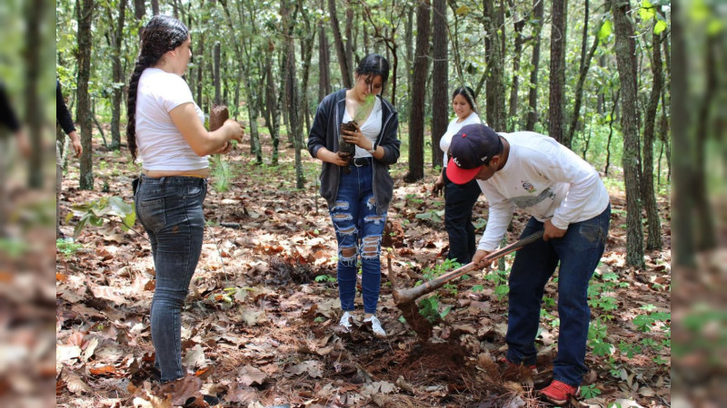 Plantarán 10 mil árboles en Área Natural Protegida Mesa de Tzitzio