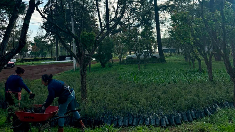 Michoacán recibe cerca de 23 mil plantas para reforestar bosques y cuencas 