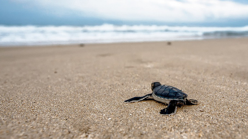 Eclosionaran dos millones de crías de tortuga en campamentos de Michoacán: Compesca 