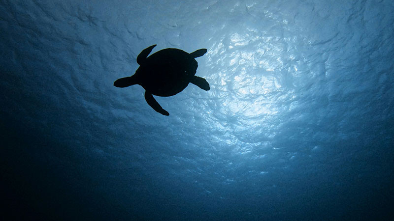 Michoacán, listo para recibir a tortugas marinas y se liberarán hasta 5 millones de crías: Bedolla 