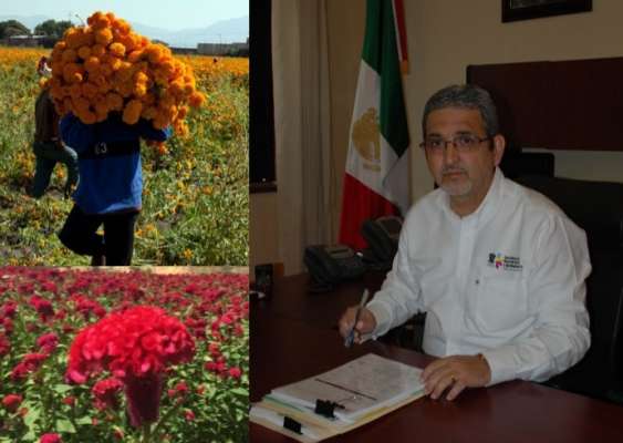 Michoacán líder en producción de flor de cempasúchil: Sedrua 