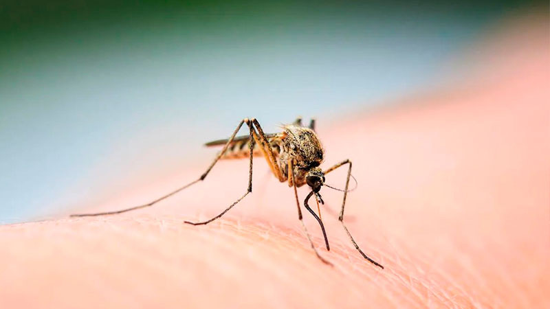 Morelos acumula más de 2 mil casos de dengue y 13 defunciones  