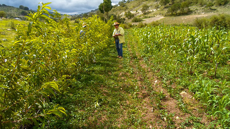 Crece 4.7% producción agropecuaria y pesquera durante el sexenio de AMLO: Sader 