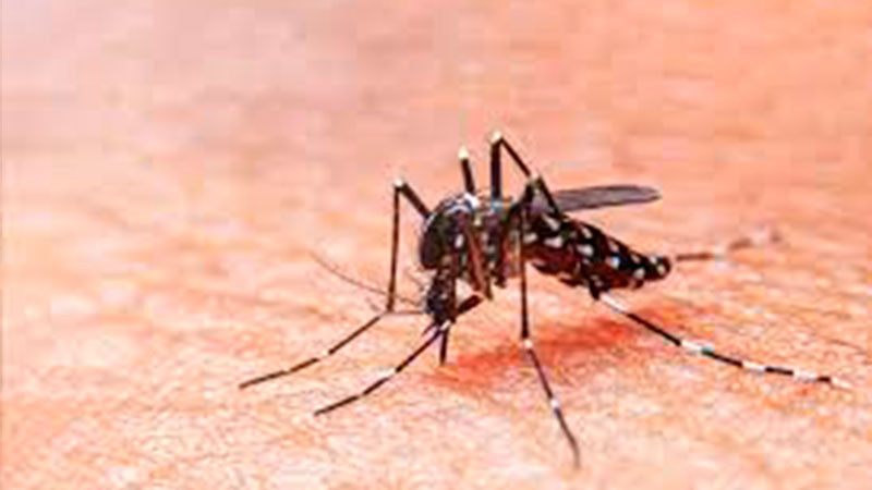 Secretaría de Salud reporta 562 casos de dengue en Nuevo León; 189 presentan signos de alarma 