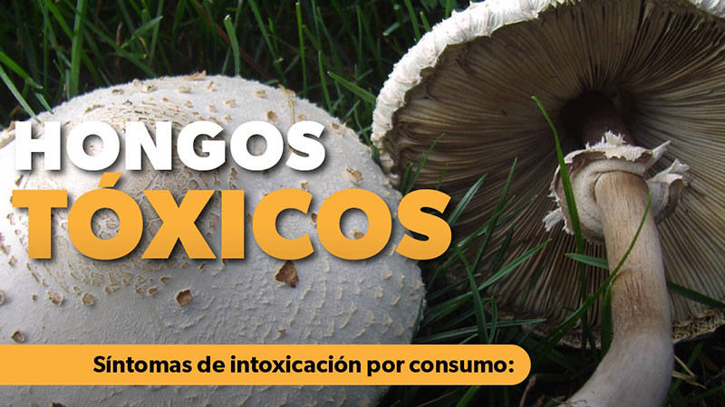 Alerta sector salud sobre los riesgos de consumir hongos tóxicos 