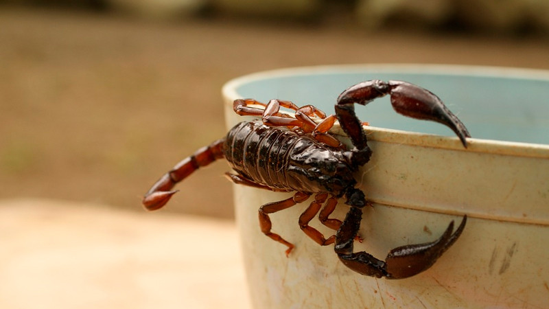 México ocupa primer lugar mundial en picaduras de alacranes 