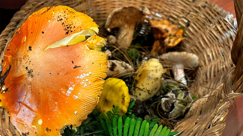 Por lluvias, disminuyó crecimiento de hongos en Senguio, afirma alcaldesa 