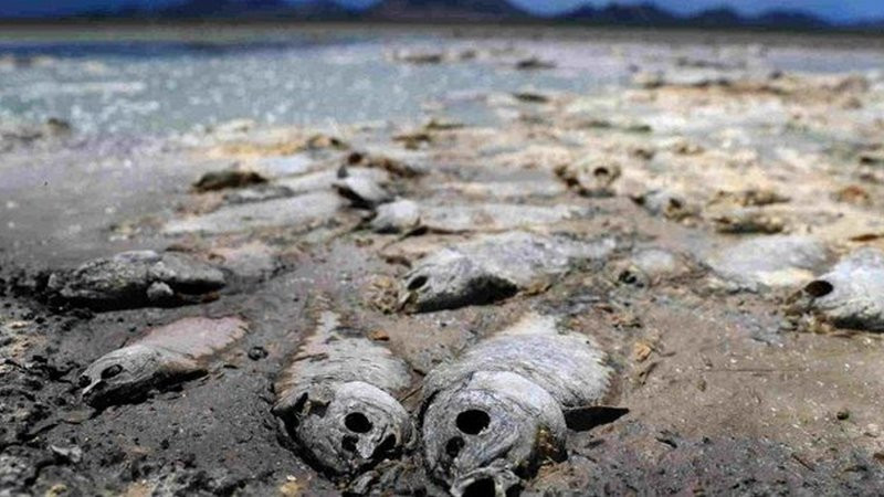 Sequía desaparece tres lagunas y mata a miles de peces en Chihuahua 