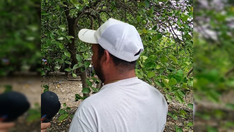 Cortadores de limón afectados por suspensión de actividades del cítrico  