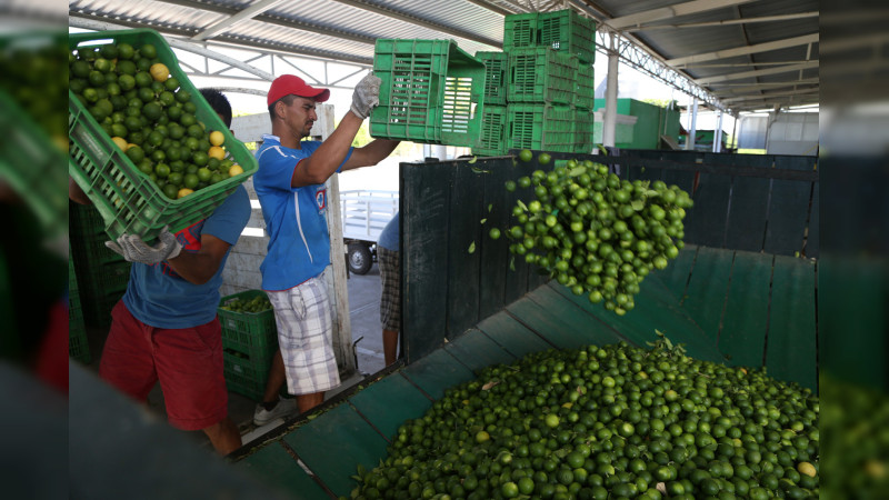 Paro en las 32 empacadoras de limón de Apatzingán por extorsión y temporada baja; Activas 42 en Michoacán, pero 29 son extorsionadas: Conasiprolim 