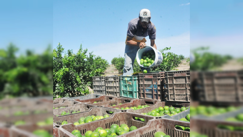 Ponen fin a paro limonero en Michoacán con promesas de seguridad 
