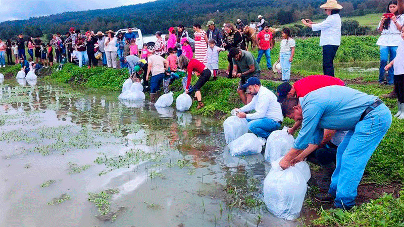 Compesca siembra 15 mil crías de tilapia en laguna de Zinciro 