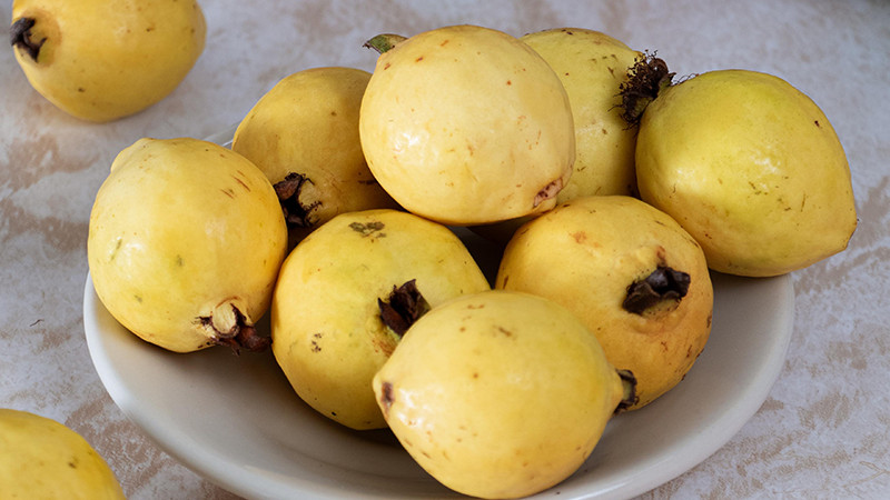 Estos son los requisitos para lograr la inocuidad y sanidad de cultivos de guayaba: Sader 