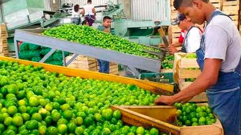 Refuerzan seguridad en Michoacán para proteger a limoneros 
