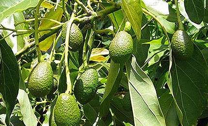 Garantizarán la calidad, inocuidad y sanidad del aguacate michoacano 