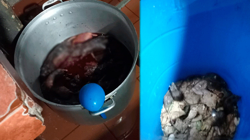 Denuncian plaga de ratas en casa de estudiantes en Morelia 