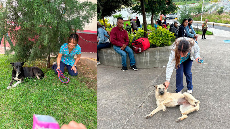 Morelia: Ciudad Salud se convierte en un nicho de abandono de mascotas