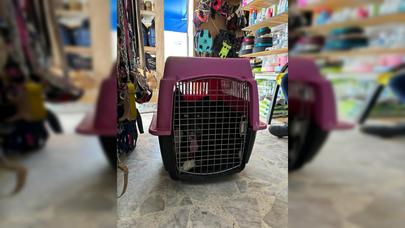 Morelia: Ciudad Salud se convierte en un nicho de abandono de mascotas