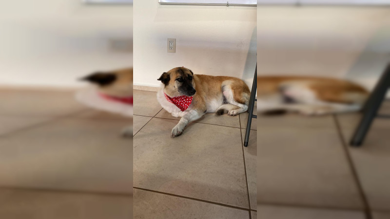 Morelia: Ciudad Salud se convierte en un nicho de abandono de mascotas