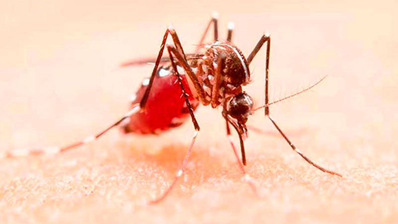 Nuevo León registra récord de casos de dengue; cierra semana con 289 pacientes contagiados 