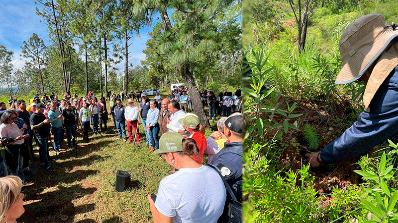 Reforestan cerro Blanco, área protegida para la conservación del lago de Pátzcuaro 