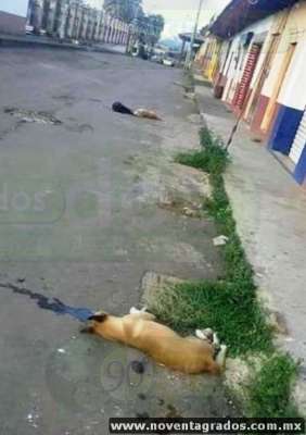 Denuncian envenenamiento masivo de perros callejeros en Tacámbaro y Turicato, Michoacán - Foto 0 