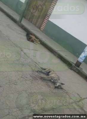 Denuncian envenenamiento masivo de perros callejeros en Tacámbaro y Turicato, Michoacán - Foto 1 