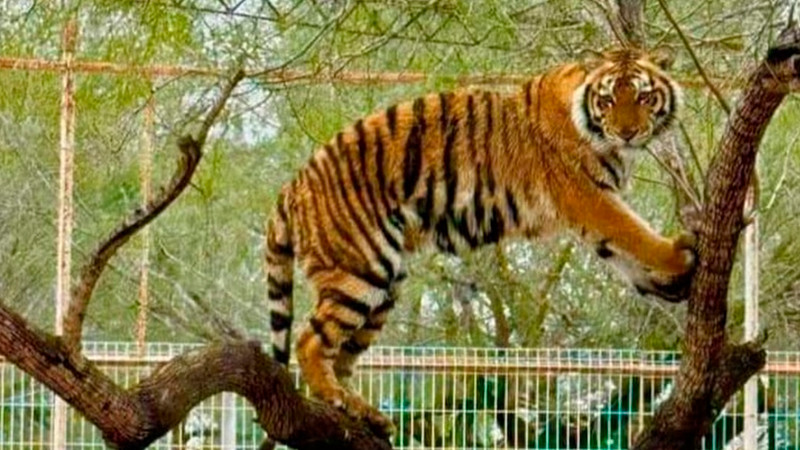 Se escapa tigre siberiano de zoológico en Reynosa, Tamaulipas 