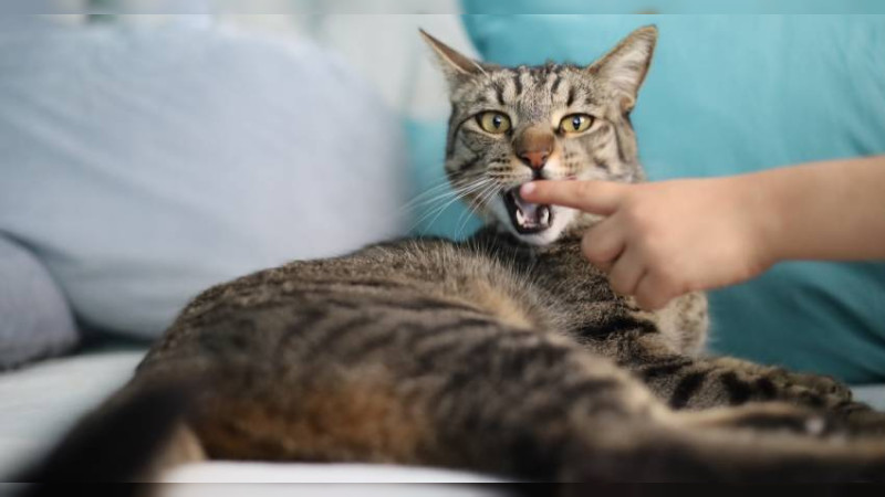 Más de 200 mil dosis de vacuna antirrábica aplicadas durante 2024: sector salud 