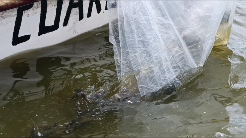Ante recuperación de Lago de Cuitzeo, Compesca comienza siembra de tilapia