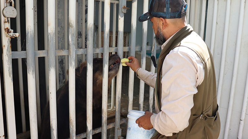 Entrena Zoológico de Morelia a osa pardo para cuidar su salud 