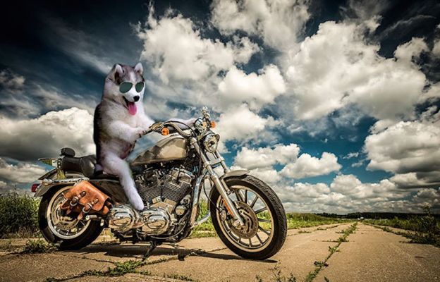 Perrito se atora en un árbol y usuarios le crean divertidos memes  - Foto 0 